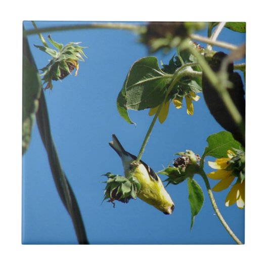 Hoi daar. Goldfinch Tegeltje (Voorkant)