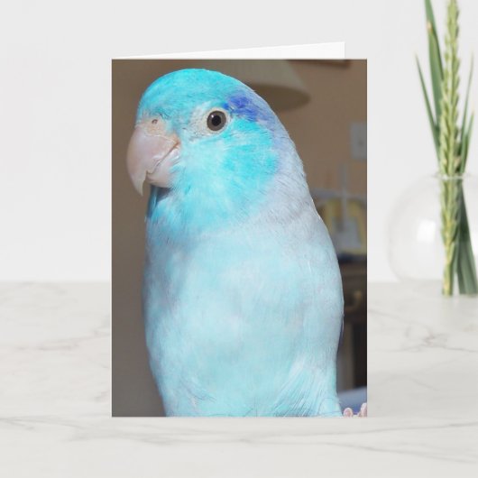Hoi daar! Wenskaart van Pacifische Parrotlet Kaart (Voorkant)