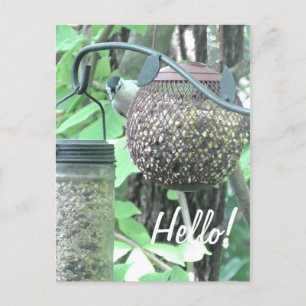 Hoi! Gezegde Hi Cute Bird on Bird Feeder Briefkaart