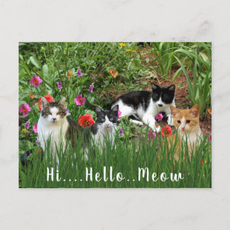 Hoi Hallo Meow / Katten in het Tuindier Briefkaart