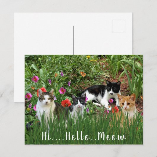 Hoi Hallo Meow / Katten in het Tuindier Briefkaart (Voorkant / Achterkant)