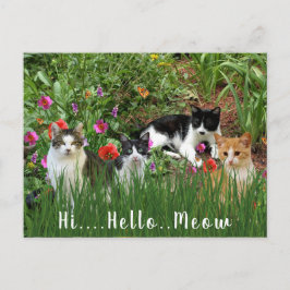 Hoi Hallo Miauw / Katten in de Tuin Schattig Dier Briefkaart