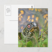 Hoi! Nieuwsgierige schildpad Briefkaart (Voorkant / Achterkant)