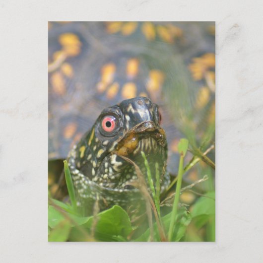 Hoi! Nieuwsgierige schildpad Briefkaart (Voorkant)