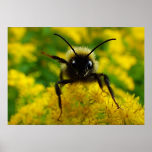 Hoi voor het publiek poster (Voorkant)