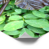 Hoja de Yagrumo seca sobre grame verde Poster (Hoek)