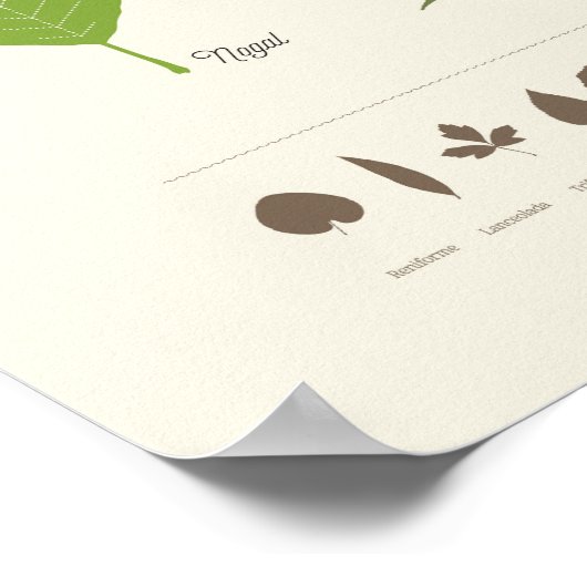 Hojas de Árbol Poster (Hoek)