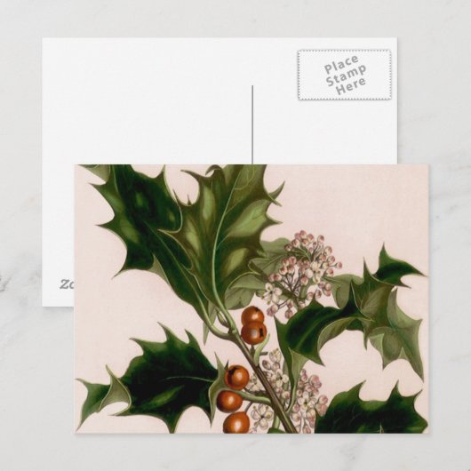 holbessen briefkaart (Voorkant / Achterkant)