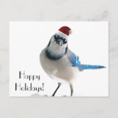 Holiday Blue Jay Feestdagenkaart (Voorkant)