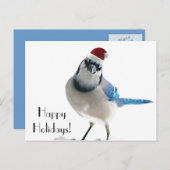 Holiday Blue Jay Feestdagenkaart (Voorkant / Achterkant)