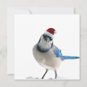Holiday Blue Jay Kaart (Voorkant)