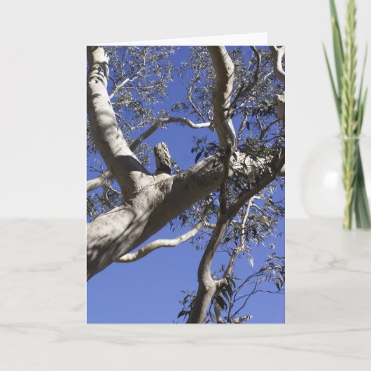 Holiday card, Everglades Feestdagen Kaart (Voorkant)