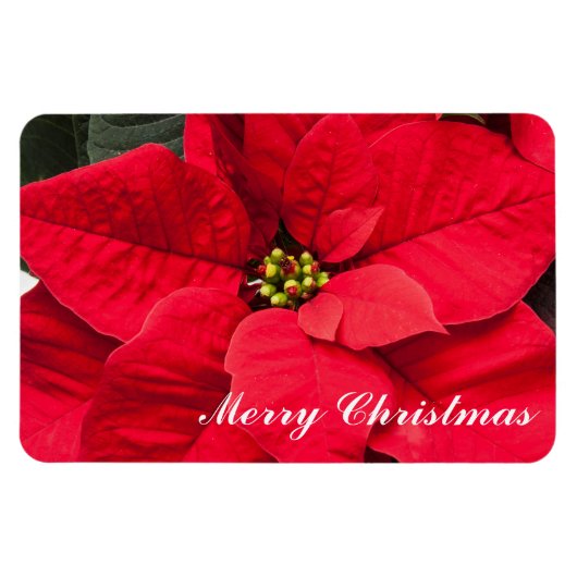 Holiday Poinsettia Magnet Magneet (Horizontaal)