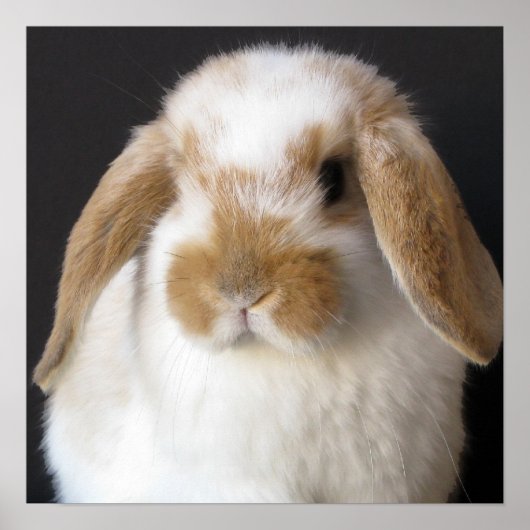 Holland baby print (Voorkant)