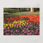Holland Keukenhof Briefkaart (Voorkant)