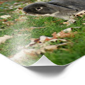 Holland Lop Bunny 10 x 8 Fotografische Afdruk (Hoek)