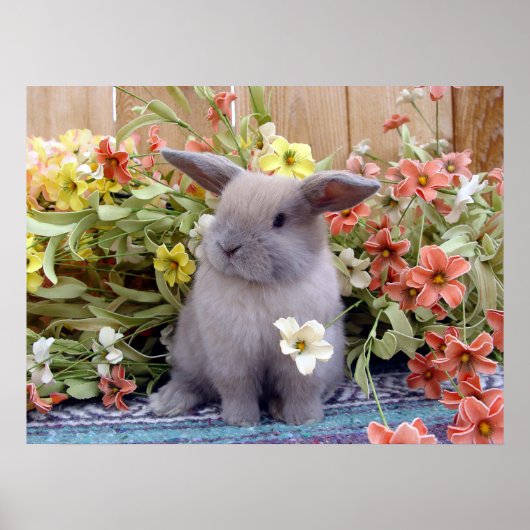 Holland Lop bunny op een Poster (Voorkant)
