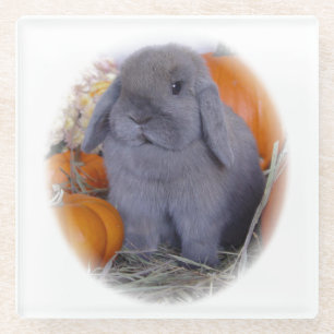 Holland Lop bunny op Glazen Onderzetter