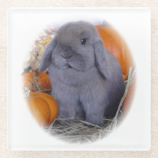Holland Lop bunny op Glazen Onderzetter