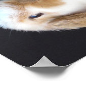 Holland Lop Cadeau Bunny Poster (Hoek)