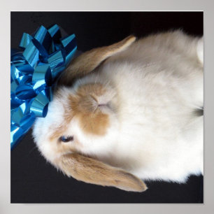 Holland Lop Cadeau Bunny Poster
