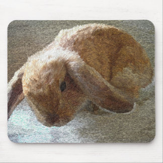 Holland Lop Eared Rabbit Muismat