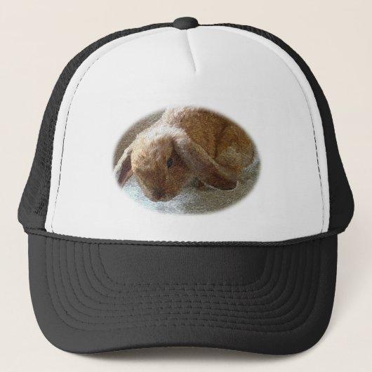 Holland Lop Eared Rabbit Pet (Voorkant)