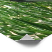 Holland Lop Poster (Hoek)