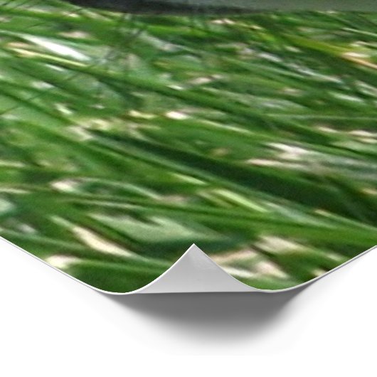 Holland Lop Poster (Hoek)