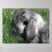 Holland Lop Poster (Voorkant)