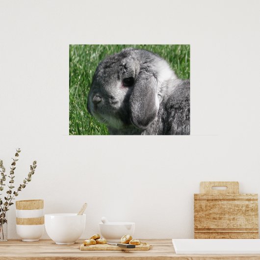 Holland Lop Poster (Keuken)