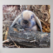 Holland Lop Poster (Voorkant)
