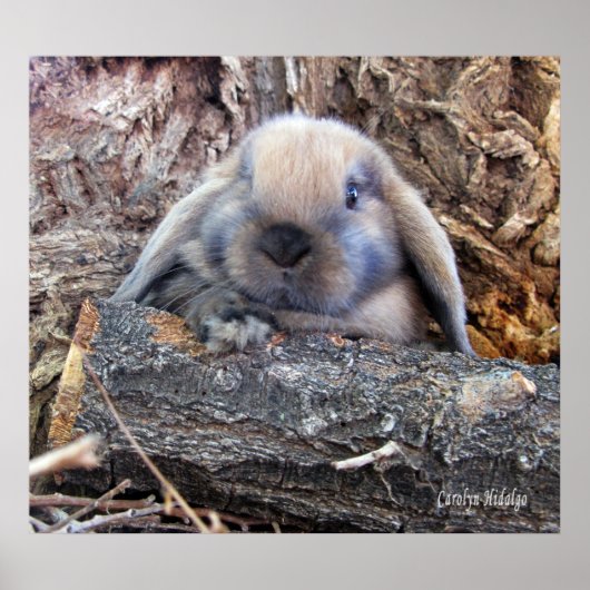 Holland Lop Poster (Voorkant)