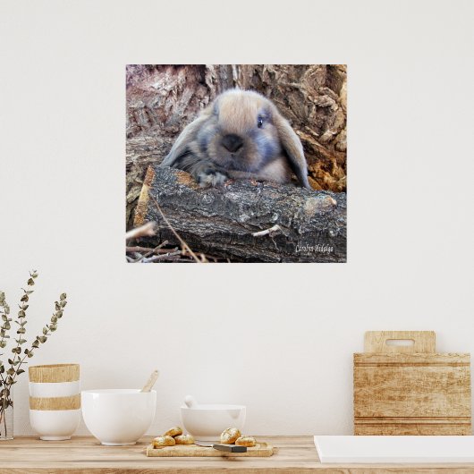 Holland Lop Poster (Keuken)