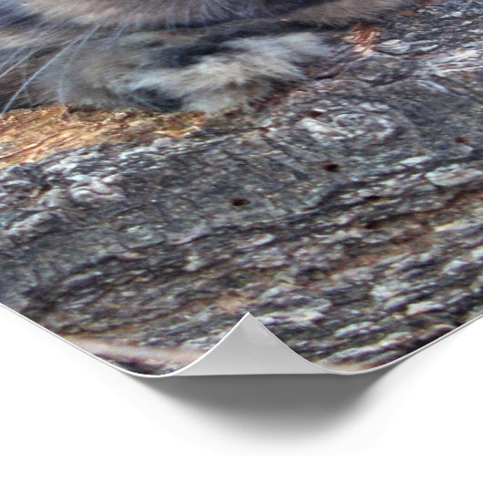 Holland Lop print (Hoek)