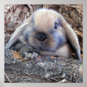 Holland Lop print (Voorkant)