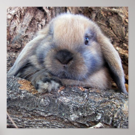 Holland Lop print (Voorkant)