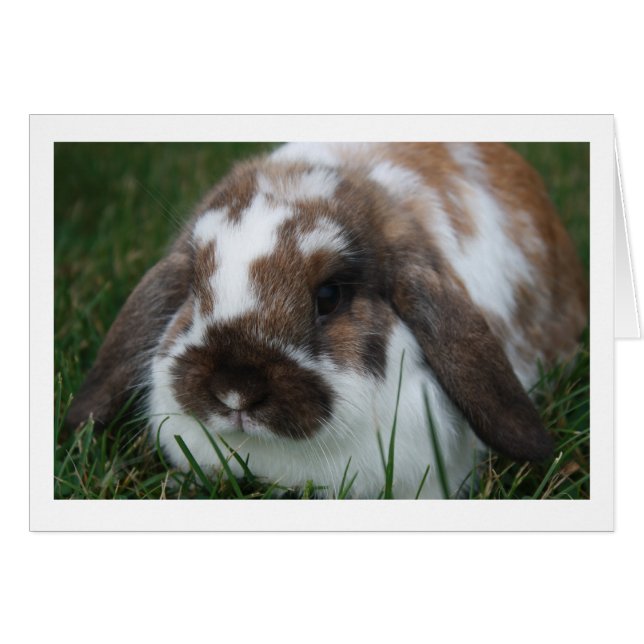 Holland Lop Rabbit Blank Card (Voorkant Horizontaal)