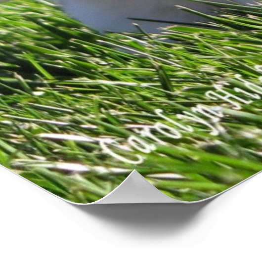 Holland Lop Standing Up Poster (Hoek)