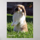 Holland Lop Standing Up Poster (Voorkant)