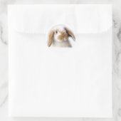 Holland Lop Sticker (Tas)