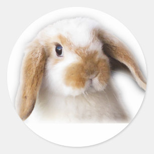 Holland Lop Sticker