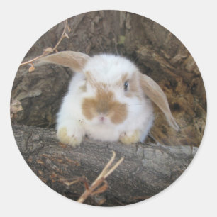 Holland Lop Sticker