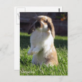 holland neergeslagen briefkaart (Voorkant / Achterkant)