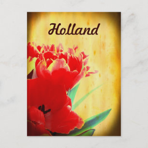 Holland, Oranje TulpenBriefkaarten Briefkaart