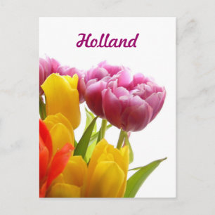 Holland, Paarse en gele Tulpen Briefkaarten
