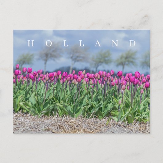Holland roze tulpen uitzicht briefkaart (Voorkant)