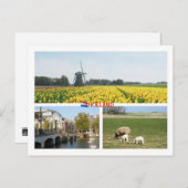 Holland Windmill Tulips Amsterdam Nederlands lands Briefkaart (Voorkant / Achterkant)