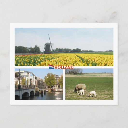 Holland Windmill Tulips Amsterdam Nederlands lands Briefkaart (Voorkant)