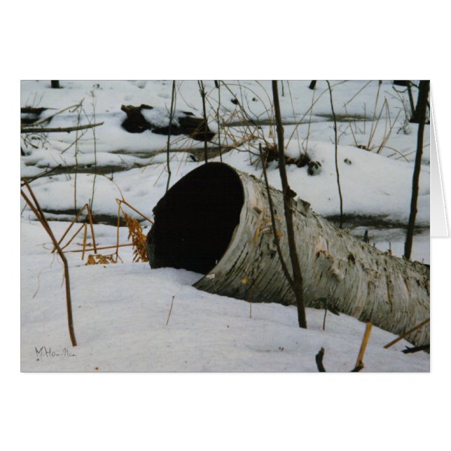 Hollow Birch (Voorkant Horizontaal)